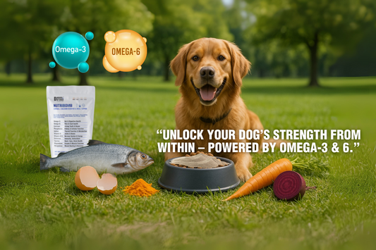 The Role of Omega-3 & Omega-6 in Your Dog’s Diet