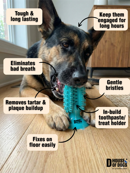 The 3D Cactus Plaque Buster Dental Chew Toy